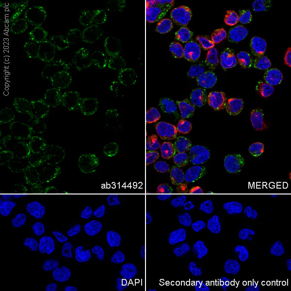 Immunocytochemistry/ Immunofluorescence - Anti-SNX3 antibody [EPR28131-55] - BSA and Azide free (AB314493)
