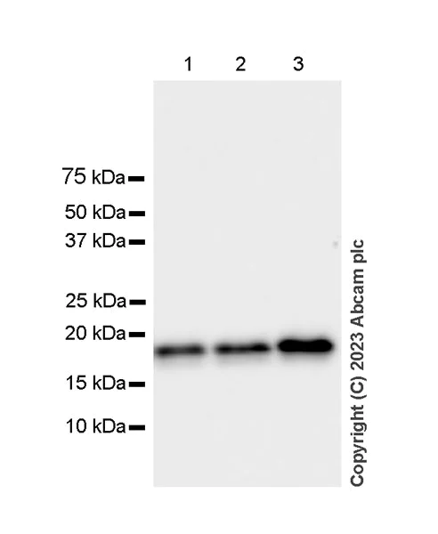 Western blot - Anti-SNX3 antibody [EPR28131-55] - BSA and Azide free (AB314493)