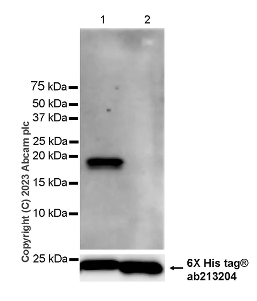 Western blot - Anti-SNX3 antibody [EPR28131-55] - BSA and Azide free (AB314493)