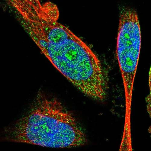 Immunocytochemistry/ Immunofluorescence - Anti-SNX30 antibody (AB121600)