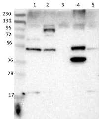 Western blot - Anti-SNX30 antibody (AB121600)