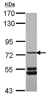Western blot - Anti-SNX33 antibody (AB101521)