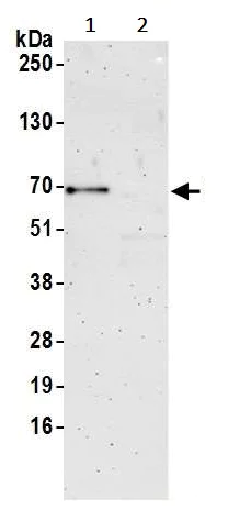 Immunoprecipitation - Anti-SNX33 antibody (AB241201)