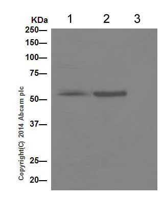 Immunoprecipitation - Anti-SNX4 antibody [EPR16954] - BSA and Azide free (AB236147)