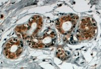 Immunohistochemistry (Formalin/PFA-fixed paraffin-embedded sections) - Anti-SNX5 antibody (AB5983)