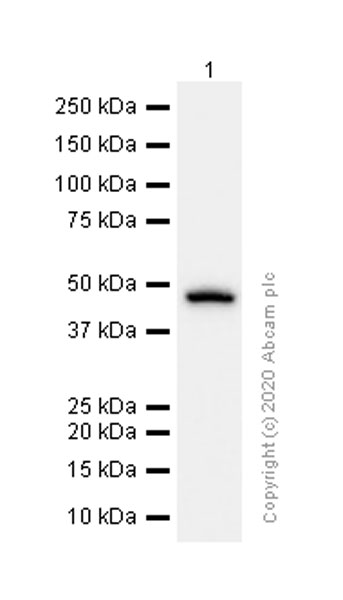Western blot - Anti-SNX5 antibody [EPR14358] (ab180520), expandable thumbnail