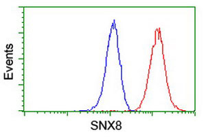 Flow Cytometry (Intracellular) - Anti-SNX8 antibody [OTI3C4] (AB119388), expandable thumbnail