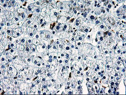 Immunohistochemistry (Formalin/PFA-fixed paraffin-embedded sections) - Anti-SNX8 antibody [OTI3C4] (ab119388), expandable thumbnail