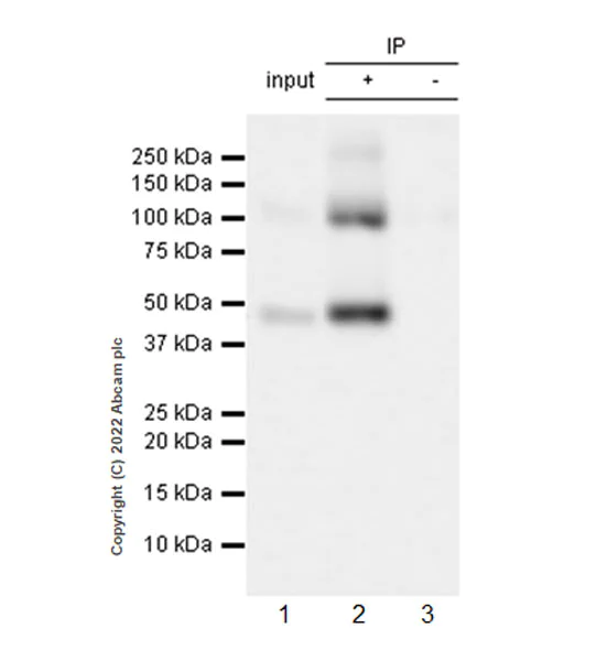 Immunoprecipitation - Anti-SOAT 1/ACAT1 antibody [EPR26952-40] - BSA and Azide free (AB307598)