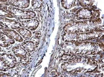 Immunohistochemistry (Formalin/PFA-fixed paraffin-embedded sections) - Anti-SOCS1 antibody (AB137384)