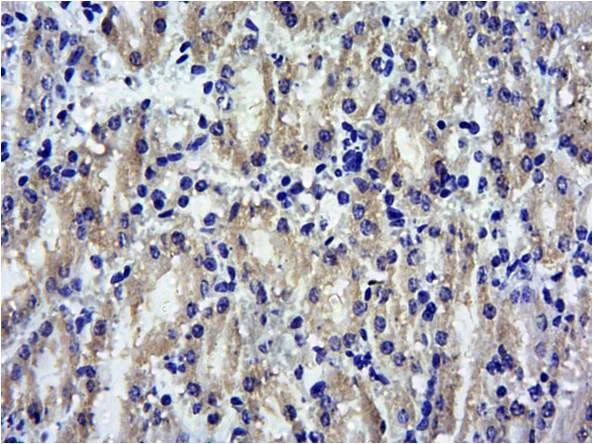 Immunohistochemistry (Formalin/PFA-fixed paraffin-embedded sections) - Anti-SOCS1 antibody (AB9870)