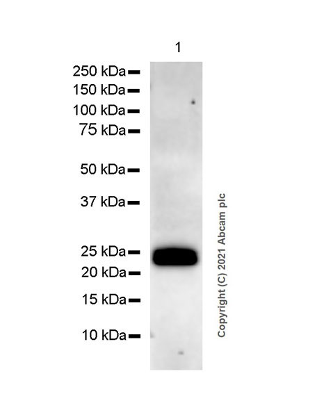 Western blot - Anti-SOCS1 antibody [EPR24290-356] (AB280886), expandable thumbnail