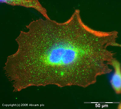 Immunocytochemistry/ Immunofluorescence - Anti-SOCS3 antibody (AB16030)
