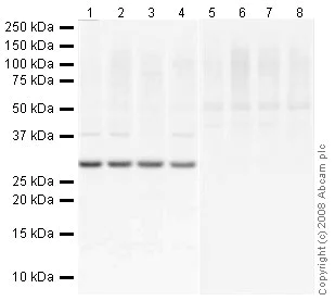 Western blot - Anti-SOCS3 antibody (AB16030)