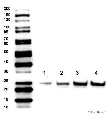 Western blot - Anti-SOCS3 antibody (AB16030)