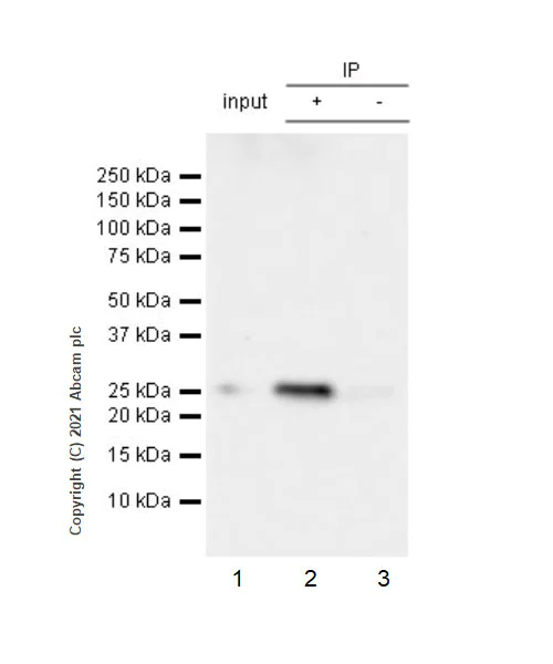 Immunoprecipitation - Anti-SOCS3 antibody [EPR24090-74] (AB280884)
