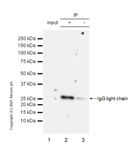 Immunoprecipitation - Anti-SOCS3 antibody [EPR24090-74] (AB280884)