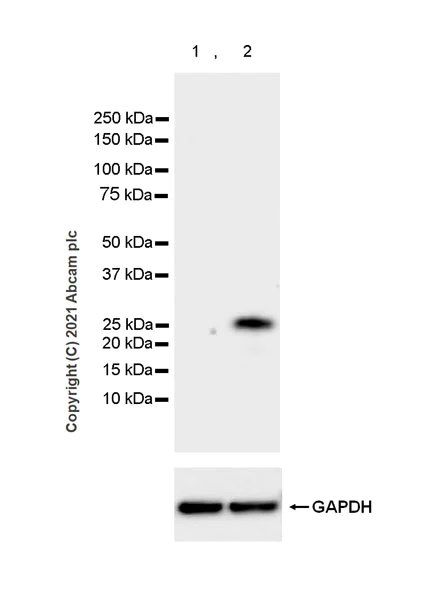Western blot - Anti-SOCS3 antibody [EPR24090-74] (AB280884)