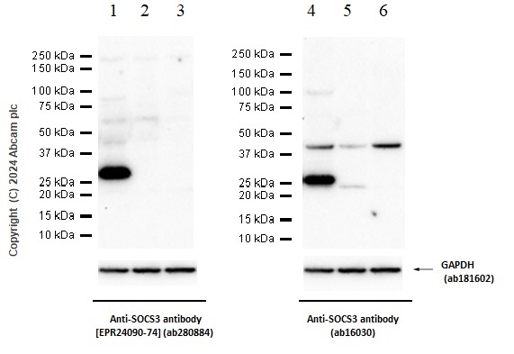 Western blot - Anti-SOCS3 antibody [EPR24090-74] (ab280884), expandable thumbnail