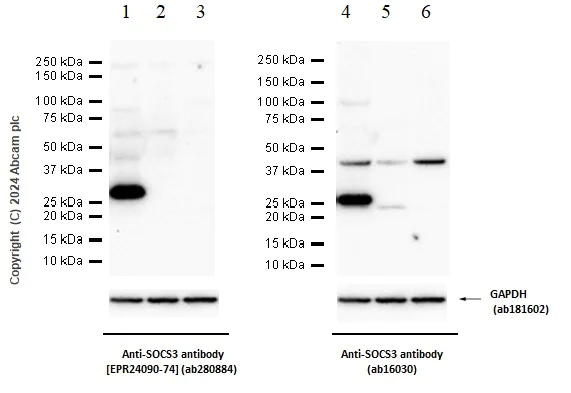 Western blot - Anti-SOCS3 antibody [EPR24090-74] (AB280884)
