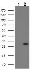 Western blot - Anti-SOCS3 antibody [OTI3D3] (AB236519)