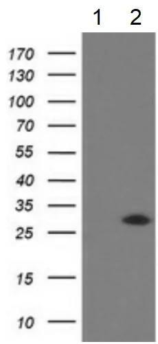 Western blot - Anti-SOCS3 antibody [OTI3D3] - BSA and Azide free (AB273652)
