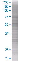 SDS-PAGE - SOCS4 overexpression 293T lysate (whole cell) (AB94295), expandable thumbnail