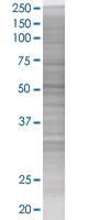 SDS-PAGE - SOCS4 overexpression 293T lysate (whole cell) (AB94295)