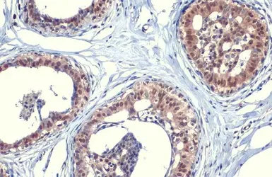 Immunohistochemistry paraffin embedded sections - Anti-SOD1 antibody [HL1653] - BSA and Azide free (AB308181)