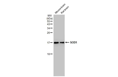 Western blot - Anti-SOD1 antibody [HL1653] - BSA and Azide free (AB308181)