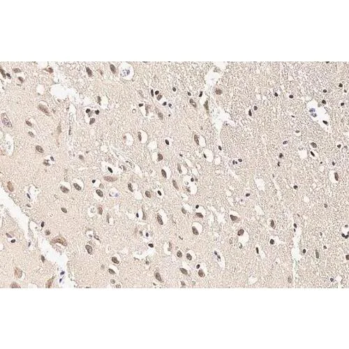 Immunohistochemistry (Formalin/PFA-fixed paraffin-embedded sections) - Anti-SOD1 antibody [HL2033] (AB317126)