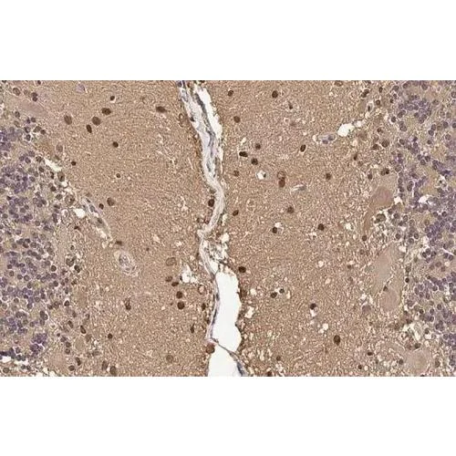 Immunohistochemistry (Formalin/PFA-fixed paraffin-embedded sections) - Anti-SOD1 antibody [HL2033] (AB317126)