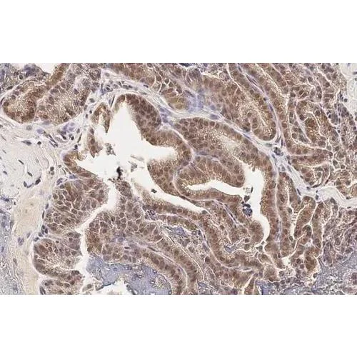 Immunohistochemistry (Formalin/PFA-fixed paraffin-embedded sections) - Anti-SOD1 antibody [HL2033] (AB317126)