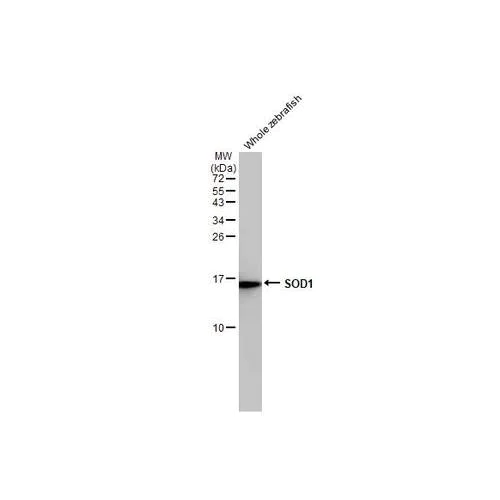 Western blot - Anti-SOD1 antibody [HL2033] (AB317126)