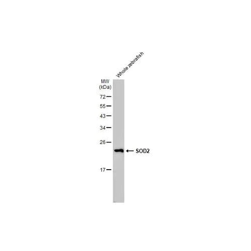Western blot - Anti-SOD2 antibody [HL1483] (AB317090)