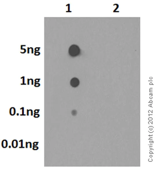 Dot Blot - Anti-SOD2/MnSOD (acetyl K68) antibody [EPVANR2] - BSA and Azide free (AB218529)