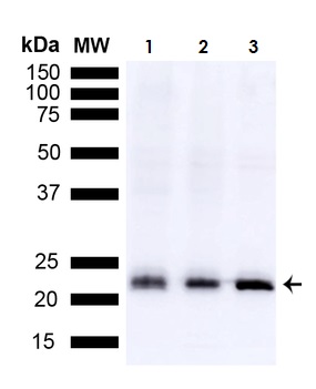 Western blot - Anti-SOD2/MnSOD antibody (AB13533)