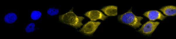 Immunocytochemistry/ Immunofluorescence - Anti-SOD2/MnSOD antibody (AB13534)