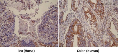 Immunohistochemistry (Formalin/PFA-fixed paraffin-embedded sections) - Anti-SOD2/MnSOD antibody (AB13534), expandable thumbnail