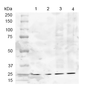 Immunoprecipitation - Anti-SOD2/MnSOD antibody (AB13534), expandable thumbnail
