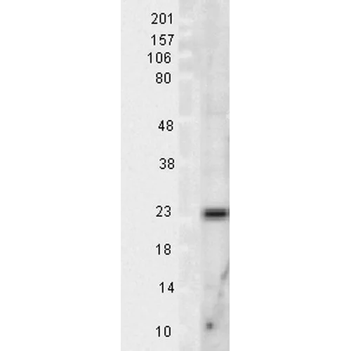 Western blot - Anti-SOD2/MnSOD antibody (AB13534)
