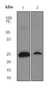 Western blot - Anti-SOD2/MnSOD antibody [EPR2560Y] (AB68155)