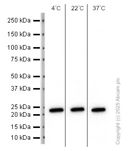 Western blot - Anti-SOD2/MnSOD antibody [EPR2560Y] (AB68155)
