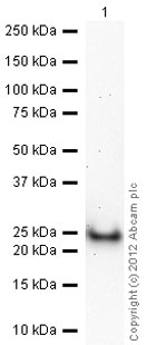 Western blot - Anti-SOD2/MnSOD antibody [mAbcam 74231] (AB74231), expandable thumbnail