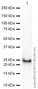 Western blot - Anti-SOD2/MnSOD antibody [mAbcam 74231] (AB74231)