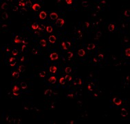 Immunocytochemistry/ Immunofluorescence - Anti-SODD antibody (AB2048), expandable thumbnail