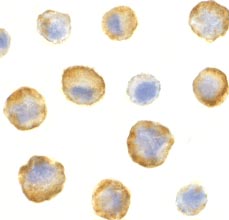 Immunocytochemistry/ Immunofluorescence - Anti-SODD antibody (AB2048), expandable thumbnail