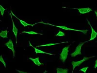 Immunocytochemistry/ Immunofluorescence - Anti-SODD antibody [EPR3596] (AB108988)