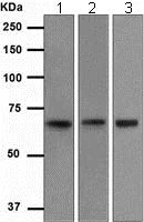 Western blot - Anti-SODD antibody [EPR3596] - BSA and Azide free (AB247734)