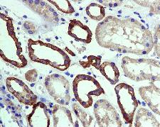 Immunohistochemistry (Formalin/PFA-fixed paraffin-embedded sections) - Anti-SODD antibody [EPR3597] - BSA and Azide free (AB248659), expandable thumbnail